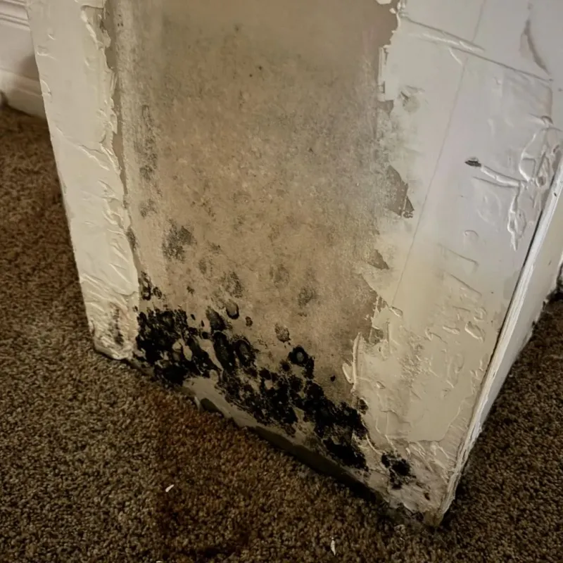Professional Mold Removal in Clarcona, FL